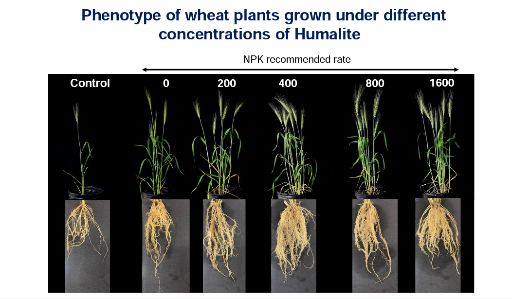 Study Results Wheat Plants